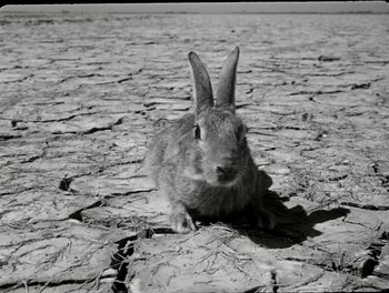 Movie still from “White Mane” (1953), directed by Albert Lamorisse – A rabbit is laying in the middle of a dry field; Close Up shot, High angle