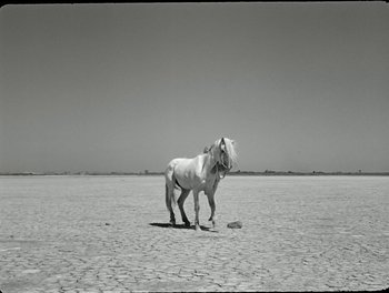Movie still from “White Mane” (1953), directed by Albert Lamorisse – A white horse standing on a dry lake bed; Extreme Wide shot, High angle