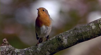 Movie still from “Winged Migration” (2001), directed by Jacques Cluzaud – A bird sitting on top of a tree branch; Extreme Close Up shot, Low angle