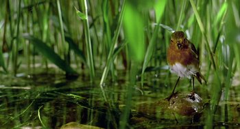 Movie still from “Winged Migration” (2001), directed by Jacques Cluzaud – A bird standing in a body of water next to grass; Wide shot, Low angle