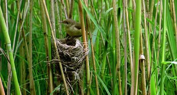 Movie still from “Winged Migration” (2001), directed by Jacques Cluzaud – A bird sitting on top of a nest in tall grass; Medium shot, Low angle