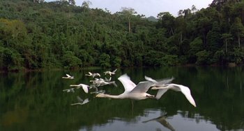 Movie still from “Winged Migration” (2001), directed by Jacques Cluzaud – A flock of birds flying over a body of water; Extreme Wide shot, Low angle