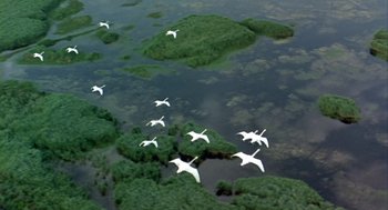 Movie still from “Winged Migration” (2001), directed by Jacques Cluzaud – A flock of birds flying over a body of water; Extreme Wide shot, High angle