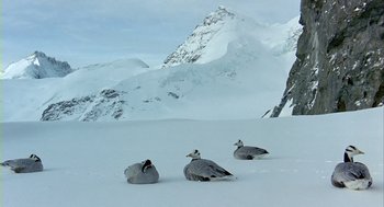 Movie still from “Winged Migration” (2001), directed by Jacques Cluzaud – A group of birds sitting on top of a snow covered slope; Extreme Wide shot, High angle