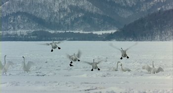 Movie still from “Winged Migration” (2001), directed by Jacques Cluzaud – A flock of birds flying over a snow covered field; Extreme Wide shot, Low angle