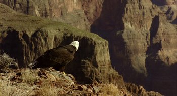 Movie still from “Winged Migration” (2001), directed by Jacques Cluzaud – A bald eagle standing on a rocky cliff; Extreme Wide shot, Low angle