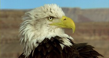 Movie still from “Winged Migration” (2001), directed by Jacques Cluzaud – A bald eagle with a yellow beak; Extreme Close Up shot, Low angle
