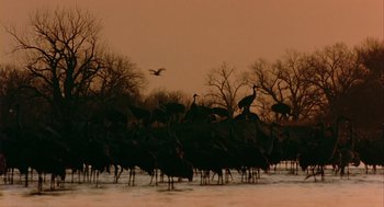 Movie still from “Winged Migration” (2001), directed by Jacques Cluzaud – A flock of birds standing on top of a snow covered ground; Extreme Wide shot, Low angle