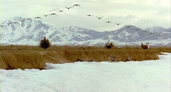 Movie still from “Winged Migration” (2001), directed by Jacques Cluzaud – A flock of birds flying over a snow covered field; Extreme Wide shot, Low angle