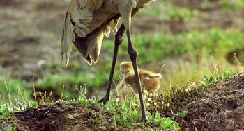 Movie still from “Winged Migration” (2001), directed by Jacques Cluzaud – An adult and a baby bird standing in a field; Wide shot, Low angle