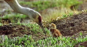 Movie still from “Winged Migration” (2001), directed by Jacques Cluzaud – An adult bird feeding a baby bird in the grass; Wide shot, High angle