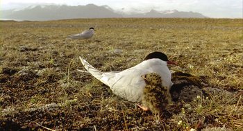 Movie still from “Winged Migration” (2001), directed by Jacques Cluzaud – Two birds are standing in a field together; Wide shot, High angle