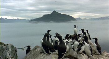 Movie still from “Winged Migration” (2001), directed by Jacques Cluzaud – A flock of black and white birds sitting on top of a hill; Extreme Wide shot, High angle