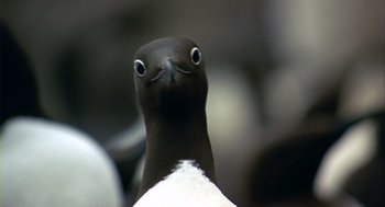 Movie still from “Winged Migration” (2001), directed by Jacques Cluzaud – The head of a pigeon; Extreme Close Up shot, Low angle