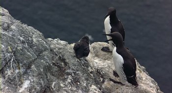 Movie still from “Winged Migration” (2001), directed by Jacques Cluzaud – Three black and white birds sitting on top of a rock; Wide shot, High angle