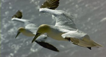 Movie still from “Winged Migration” (2001), directed by Jacques Cluzaud – A flock of birds flying through the air; Extreme Close Up shot, Low angle