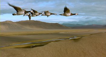 Movie still from “Winged Migration” (2001), directed by Jacques Cluzaud – A flock of ducks flying over a field; Extreme Wide shot, Low angle