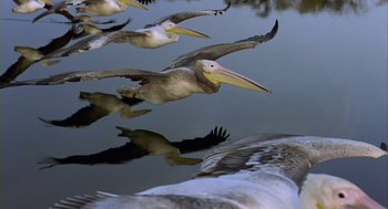 Movie still from “Winged Migration” (2001), directed by Jacques Cluzaud – A flock of birds flying over a body of water; Extreme Close Up shot, Low angle