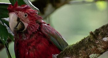 Movie still from “Winged Migration” (2001), directed by Jacques Cluzaud – A red bird sitting on a tree branch; Close Up shot, Low angle