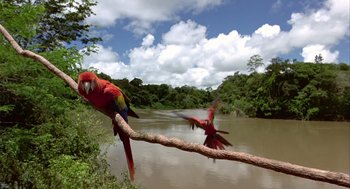Movie still from “Winged Migration” (2001), directed by Jacques Cluzaud – Two parrots are perched on a branch near a body of water; Extreme Wide shot, Low angle