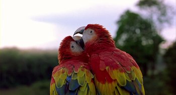 Movie still from “Winged Migration” (2001), directed by Jacques Cluzaud – A couple of parrots standing next to each other; Extreme Close Up shot, Low angle