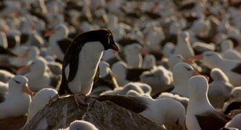 Movie still from “Winged Migration” (2001), directed by Jacques Cluzaud – A penguin that is sitting on a rock; Wide shot, High angle