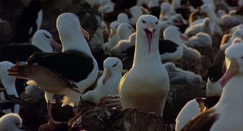 Movie still from “Winged Migration” (2001), directed by Jacques Cluzaud – A flock of birds sitting on top of a tree stump; Medium shot, Low angle