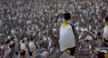 Movie still from “Winged Migration” (2001), directed by Jacques Cluzaud – A penguin that is standing in the middle of a flock of penguins; Wide shot, Low angle