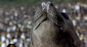 Movie still from “Winged Migration” (2001), directed by Jacques Cluzaud – A seal's face with its eyes closed; Extreme Close Up shot, Low angle