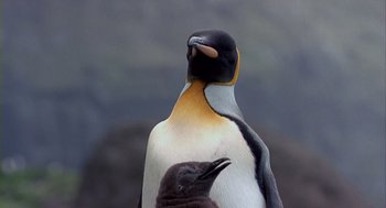 Movie still from “Winged Migration” (2001), directed by Jacques Cluzaud – A penguin and a bird; Close Up shot, Low angle
