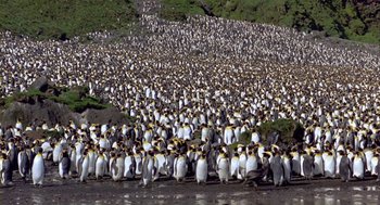 Movie still from “Winged Migration” (2001), directed by Jacques Cluzaud – A large group of penguins standing on top of a beach; Extreme Wide shot, High angle