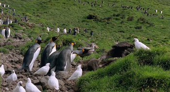 Movie still from “Winged Migration” (2001), directed by Jacques Cluzaud – A flock of birds standing on top of a grass covered hillside; Extreme Wide shot, High angle