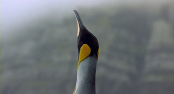 Movie still from “Winged Migration” (2001), directed by Jacques Cluzaud – View of the head of a penguin; Extreme Close Up shot, Low angle