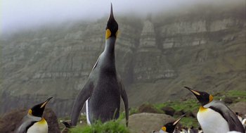 Movie still from “Winged Migration” (2001), directed by Jacques Cluzaud – A penguin standing in the grass near a cliff; Medium shot, Low angle