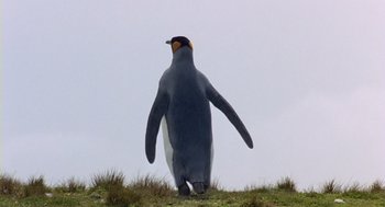 Movie still from “Winged Migration” (2001), directed by Jacques Cluzaud – A penguin standing on top of a grass covered hill; Medium shot, Low angle
