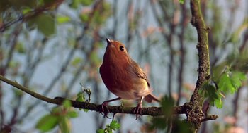 Movie still from “Winged Migration” (2001), directed by Jacques Cluzaud – A bird sitting on top of a tree branch; Extreme Close Up shot, Low angle