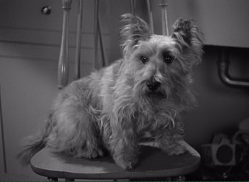 Movie still from “Without Love” (1945), directed by Harold S. Bucquet – A small dog sitting on top of a wooden chair; Close Up shot, High angle