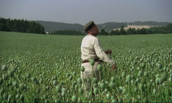 Movie still from “Woyzeck” (1979), directed by Werner Herzog – An old man in a field of green flowers; Wide shot, Low angle