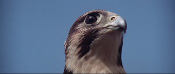 Movie still from “Zardoz” (1974), directed by John Boorman – The head of a falcon; Extreme Close Up shot, Low angle