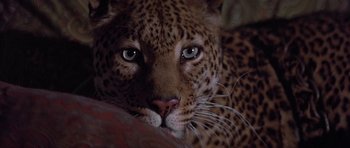 Movie still from “Conan the Barbarian” (1982), directed by John Milius – The face of a leopard; Close Up shot, High angle