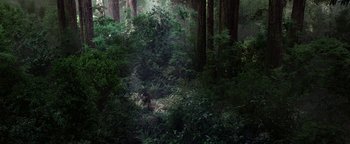 Movie still from “Bird Box” (2018), directed by Susanne Bier – A bear is walking through a dense forest; Extreme Wide shot, High angle