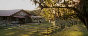 Movie still from “Dear John” (2010), directed by Lasse Hallström – Two people standing under a tree in a field with horses; Extreme Wide shot, High angle