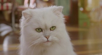 Movie still from “Stuart Little 2” (2002), directed by Rob Minkoff – A white cat with green eyes; Close Up shot, Low angle