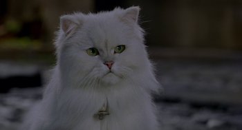 Movie still from “Stuart Little 2” (2002), directed by Rob Minkoff – A white cat with green eyes; Close Up shot, High angle