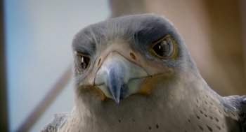 Movie still from “Stuart Little 2” (2002), directed by Rob Minkoff – The head of an eagle; Extreme Close Up shot, Low angle