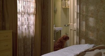 Movie still from “The Jerk” (1979), directed by Carl Reiner – A cat sitting on the edge of a bed looking in a mirror; Wide shot, High angle