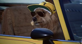 Movie still from “The Jerk” (1979), directed by Carl Reiner – A dog wearing sunglasses and a hat in a car; Close Up shot, Low angle