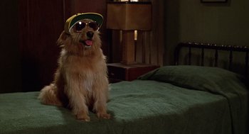 Movie still from “The Jerk” (1979), directed by Carl Reiner – A dog sitting on top of a bed wearing a hat and sunglasses; Medium shot, High angle