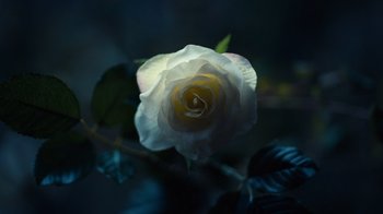 Movie still from “Copenhagen Cowboy” (2022), created by Nicolas Winding Refn – A white rose in the dark; Extreme Close Up shot, High angle