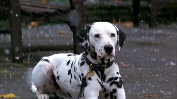 Movie still from “101 Dalmatians” (1996), directed by Stephen Herek – A dalmatian dog sitting on the ground in the rain; Close Up shot, High angle